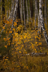 Similar image 1581367