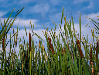 Similar image 1581674