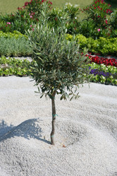 Similar image 1582260