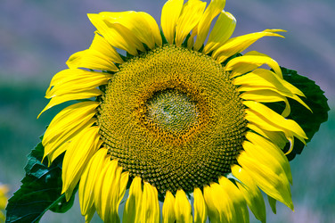 Similar image 1583003