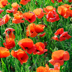 Similar image 1583423