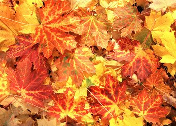 Similar image 1585048