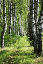 Similar image 1585536