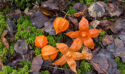 Similar image 1586192