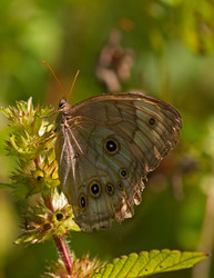 Similar image 1586200