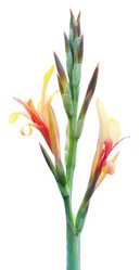 Similar image 1587371