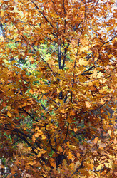 Similar image 1587760