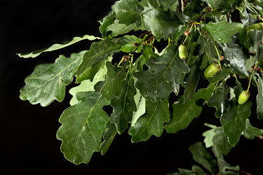 Similar image 1588411