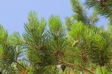 Similar image 1588417