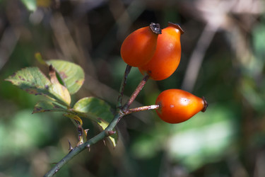 Similar image 1589513