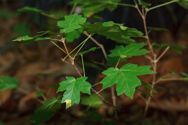 Similar image 1589517