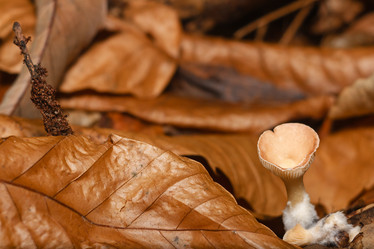 Similar image 1589519