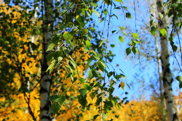 Similar image 1589545