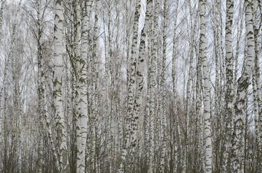 Similar image 1589805