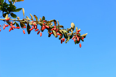 Similar image 1590222