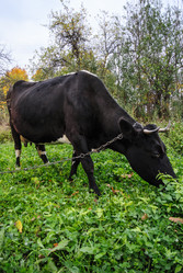 Similar image 1590384