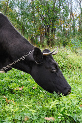 Similar image 1590385