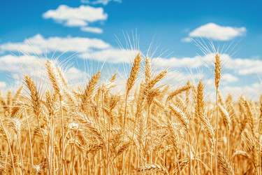 Similar image 1591277