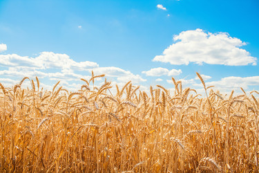 Similar image 1591280