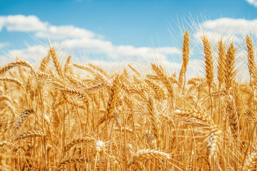 Similar image 1591283