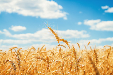 Similar image 1591335