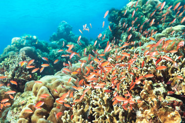 Similar image 1591881