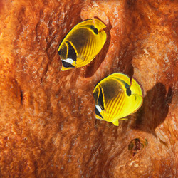 Similar image 1591885