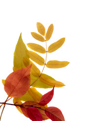 Similar image 1592720