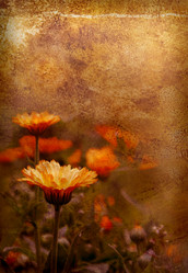 Similar image 1592722