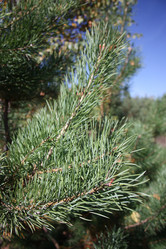 Similar image 1593094