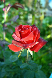 Similar image 1593559