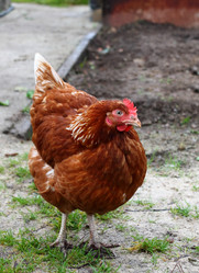 Similar image 1594024