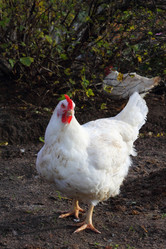 Similar image 1594025