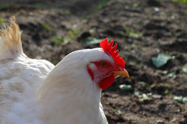 Similar image 1594026