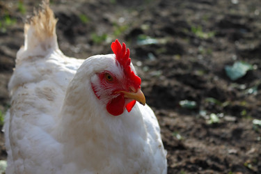 Similar image 1594027