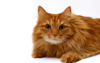 Similar image 1594140