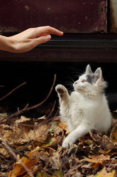 Similar image 1594156