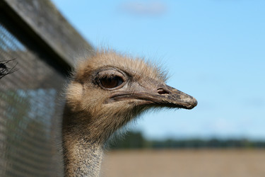 Similar image 1594402