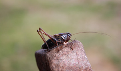 Similar image 1594518