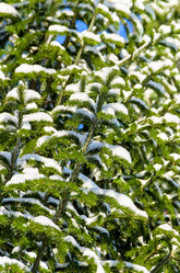 Similar image 1594867