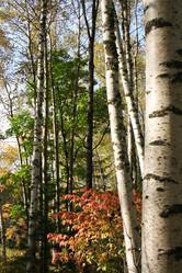 Similar image 1595118