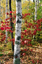 Similar image 1595119