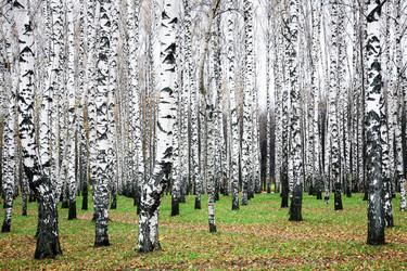 Similar image 1596126