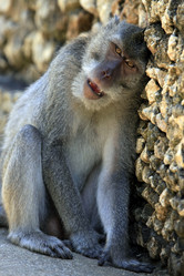 Similar image 1597515