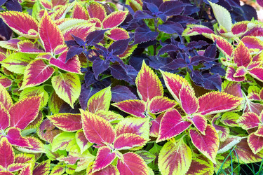 Similar image 1599730