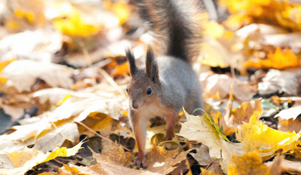 Similar image 1601045