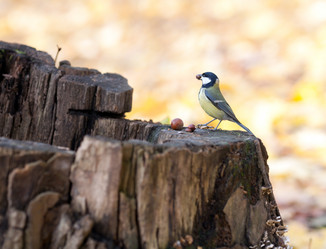 Similar image 1601047