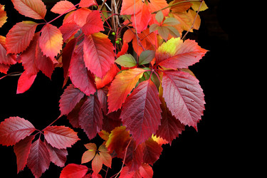 Similar image 1602113