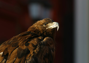 Similar image 1602288