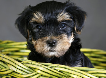 Similar image 1602387